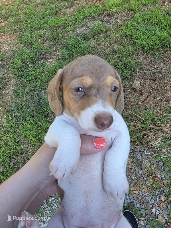 PollyAnnes dapple pie Girl  – Miniature Dachshund puppy for sale in West Plains, MO