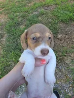 PollyAnnes dapple pie Girl , a female Miniature Dachshund for sale in West Plains, MO – 1 of 4