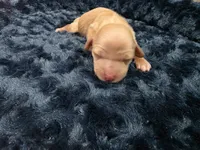 Cream girl, a female Miniature Dachshund for sale in West Plains, MO – 3 of 4