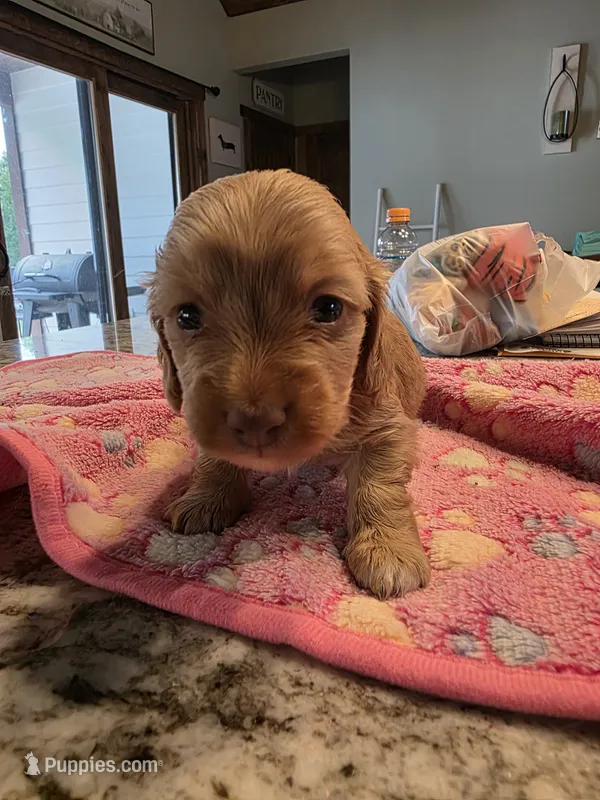 Cream girl – Miniature Dachshund puppy for sale in West Plains, MO