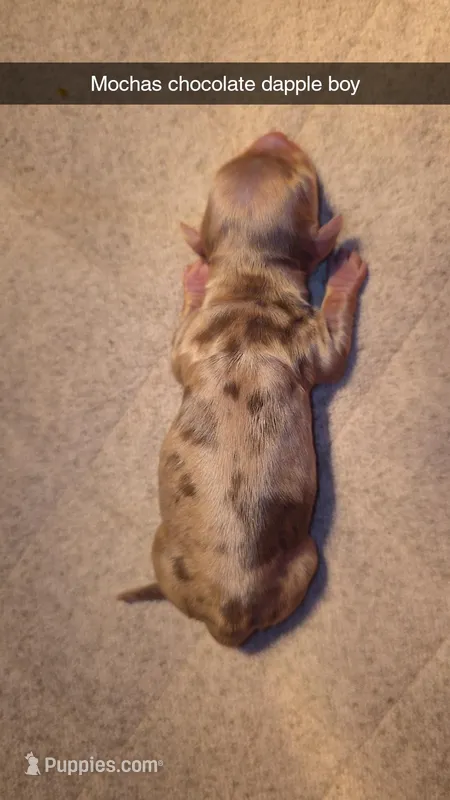Mochas chocolate dapple – Miniature Dachshund puppy for sale in West Plains, MO