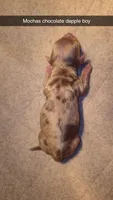 Mochas chocolate dapple, a male Miniature Dachshund for sale in West Plains, MO – 1 of 1
