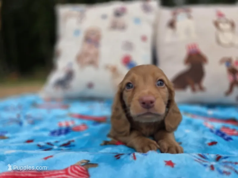 Mochas chocolate based  – Miniature Dachshund puppy for sale in West Plains, MO