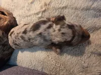 Chocolate dapple boy 2, a male Dachshund for sale in West Plains, MO – 5 of 6