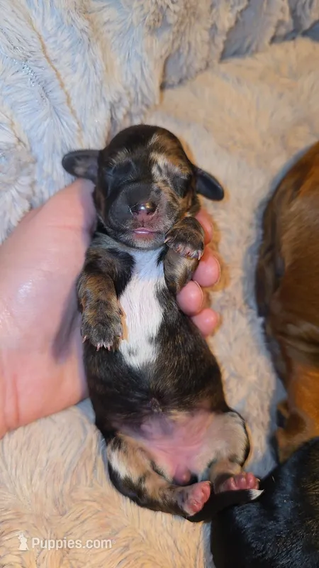 Red brindle dapple – Miniature Dachshund puppy for sale in West Plains, MO