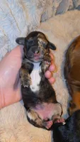 Red brindle dapple, a female Miniature Dachshund for sale in West Plains, MO – 2 of 2