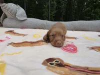 Mochas chocolate based , a male Miniature Dachshund for sale in West Plains, MO – 5 of 5