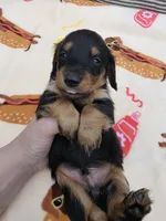 BLUE Belles black and tan boy, a male Miniature Dachshund for sale in West Plains, MO – 3 of 3
