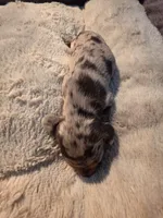 Chocolate dapple boy 2, a male Dachshund for sale in West Plains, MO – 6 of 6