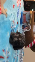 Ella's black dapple boy, a male Miniature Dachshund for sale in West Plains, MO – 2 of 3
