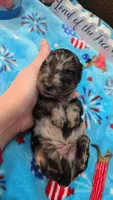 Ella's black dapple boy, a male Miniature Dachshund for sale in West Plains, MO – 3 of 3