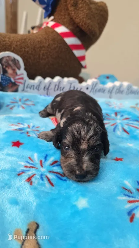 Ella's black dapple boy – Miniature Dachshund puppy for sale in West Plains, MO