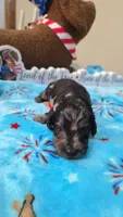 Ella's black dapple boy, a male Miniature Dachshund for sale in West Plains, MO – 1 of 3