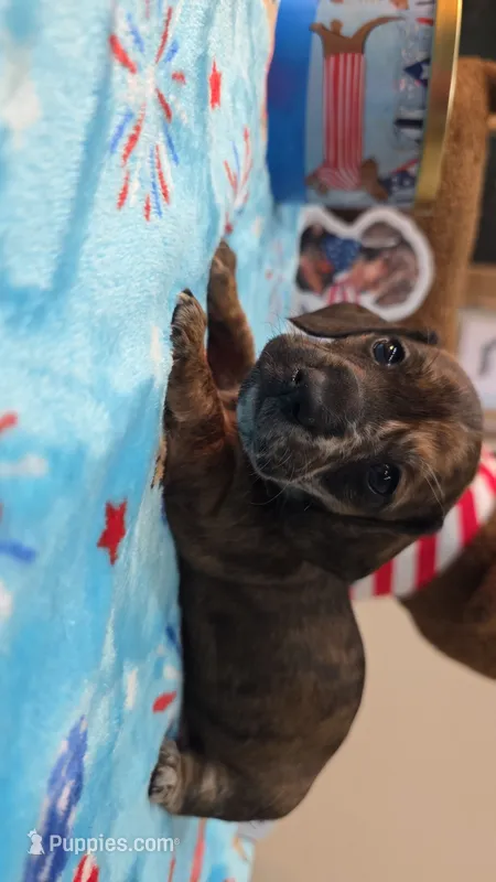 Red brindle dapple – Miniature Dachshund puppy on hold in West Plains, MO