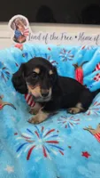 Puff black and cream girl, a female Miniature Dachshund for sale in West Plains, MO – 4 of 4