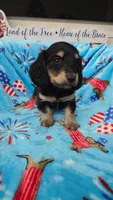 Puff black and cream girl, a female Miniature Dachshund for sale in West Plains, MO – 3 of 4