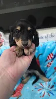 Puff black and cream girl, a female Miniature Dachshund for sale in West Plains, MO – 1 of 4