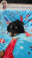 Puff black and cream girl, a female Miniature Dachshund for sale in West Plains, MO – 2 of 4