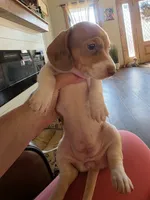 PollyAnnes dapple pie Girl , a female Miniature Dachshund for sale in West Plains, MO – 3 of 4