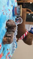 Ella's chocolate dapple boy, a male Miniature Dachshund for sale in West Plains, MO – 1 of 3