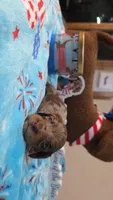 Ella's chocolate dapple boy, a male Miniature Dachshund for sale in West Plains, MO – 3 of 3