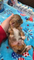 Ella's chocolate dapple boy, a male Miniature Dachshund for sale in West Plains, MO – 2 of 3
