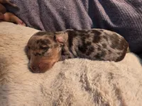 Chocolate dapple boy , a male Dachshund for sale in West Plains, MO – 2 of 2