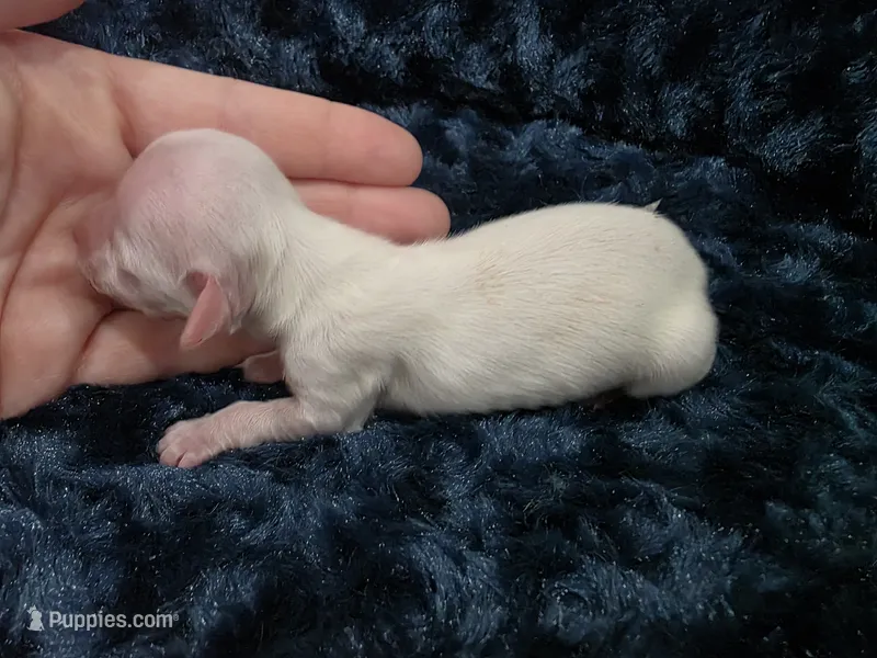 Extreme creampie, a female Miniature Dachshund for sale in West Plains, MO – 1 of 4