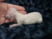 Extreme creampie, a female Miniature Dachshund for sale in West Plains, MO – 1 of 4