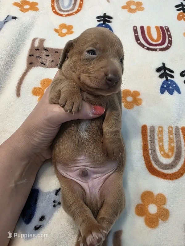 Isabella boy  – Dachshund puppy on hold in West Plains, MO