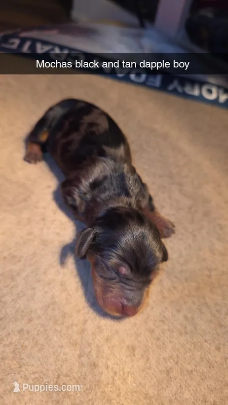 Mochas black & tan dapple  – Miniature Dachshund puppy for sale in West Plains, MO