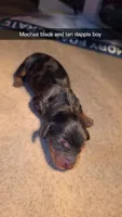 Mochas black & tan dapple , a male Miniature Dachshund for sale in West Plains, MO – 1 of 1