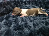 Chocolate pie boy , a male Miniature Dachshund for sale in West Plains, MO – 2 of 3