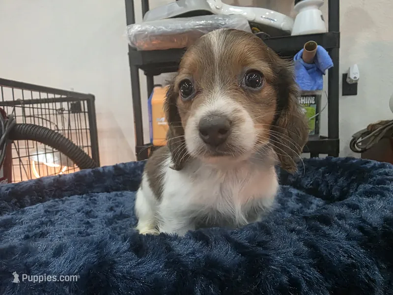 Blue based pie boy  – Miniature Dachshund puppy on hold in West Plains, MO