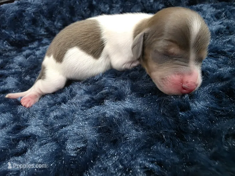 Chocolate pie boy  – Miniature Dachshund puppy for sale in West Plains, MO