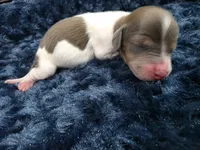 Chocolate pie boy , a male Miniature Dachshund for sale in West Plains, MO – 1 of 3