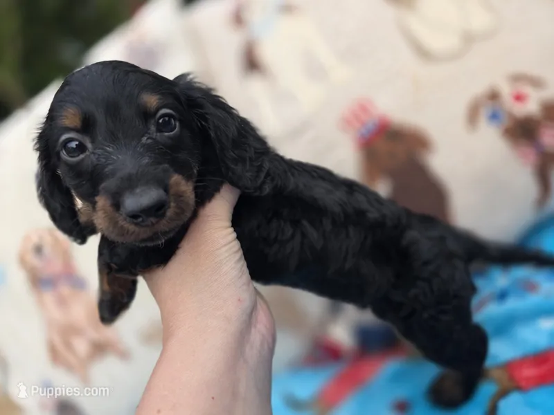 Ella's black and tan brindle boy – Miniature Dachshund puppy for sale in West Plains, MO