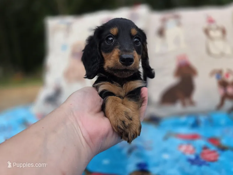 BLUE Belles black and tan boy – Miniature Dachshund puppy for sale in West Plains, MO