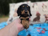 BLUE Belles black and tan boy, a male Miniature Dachshund for sale in West Plains, MO – 1 of 3