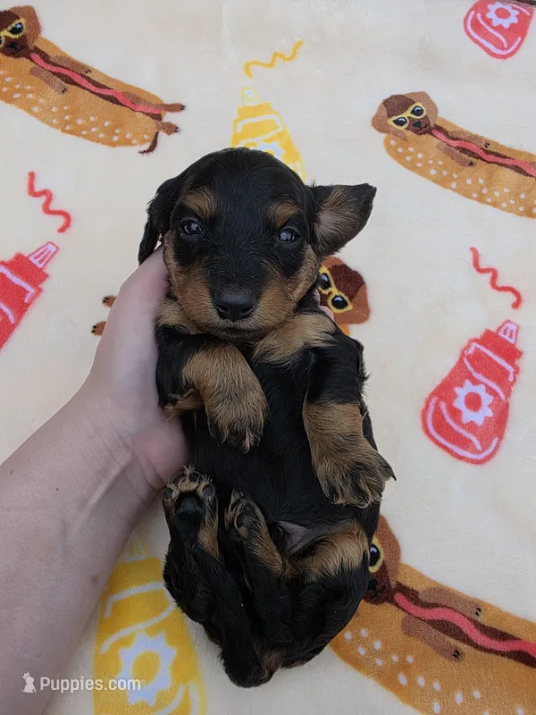 Ellas Black and tan boy – Miniature Dachshund puppy for sale in West Plains, MO