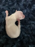 Extreme creampie, a female Miniature Dachshund for sale in West Plains, MO – 2 of 4