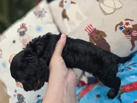 Ella's black and tan brindle boy, a male Miniature Dachshund for sale in West Plains, MO – 3 of 5