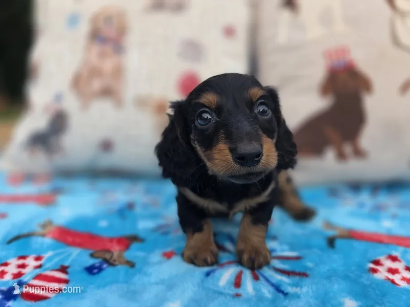 Ellas Black and tan boy – Miniature Dachshund puppy for sale in West Plains, MO