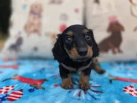 Ellas Black and tan boy, a male Miniature Dachshund for sale in West Plains, MO – 1 of 4