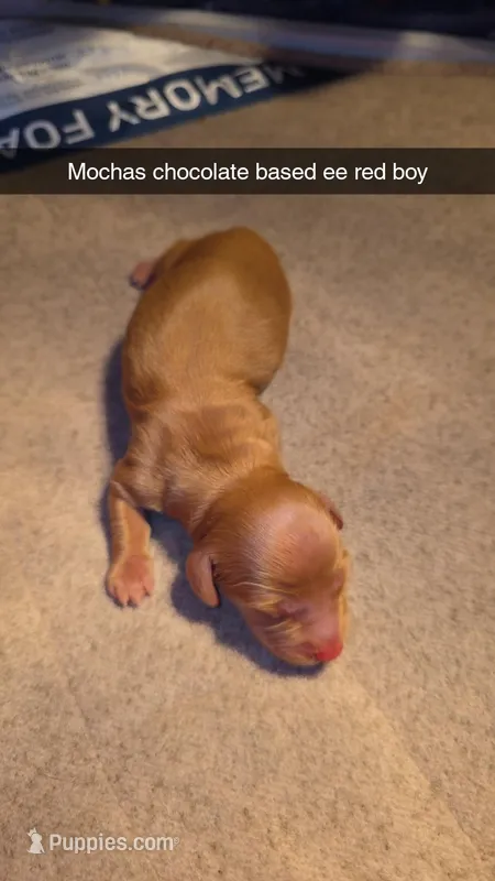 Mochas chocolate based solid – Miniature Dachshund puppy for sale in West Plains, MO