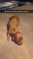 Mochas chocolate based , a male Miniature Dachshund for sale in West Plains, MO – 2 of 5