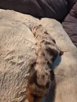 Chocolate dapple boy 2, a male Dachshund for sale in West Plains, MO – 4 of 6