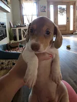 PollyAnnes dapple pie Girl , a female Miniature Dachshund for sale in West Plains, MO – 4 of 4