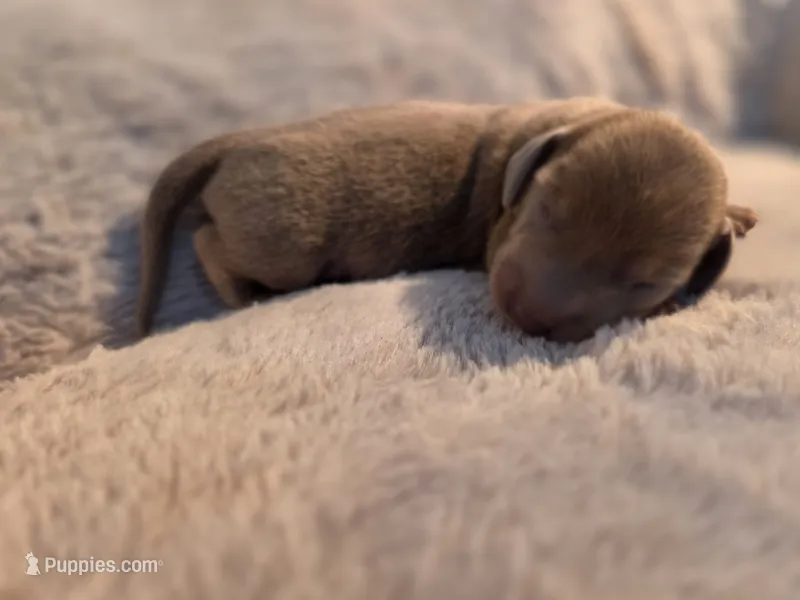 Isabella boy  – Dachshund puppy for sale in West Plains, MO