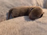 Isabella boy , a male Dachshund for sale in West Plains, MO – 1 of 4